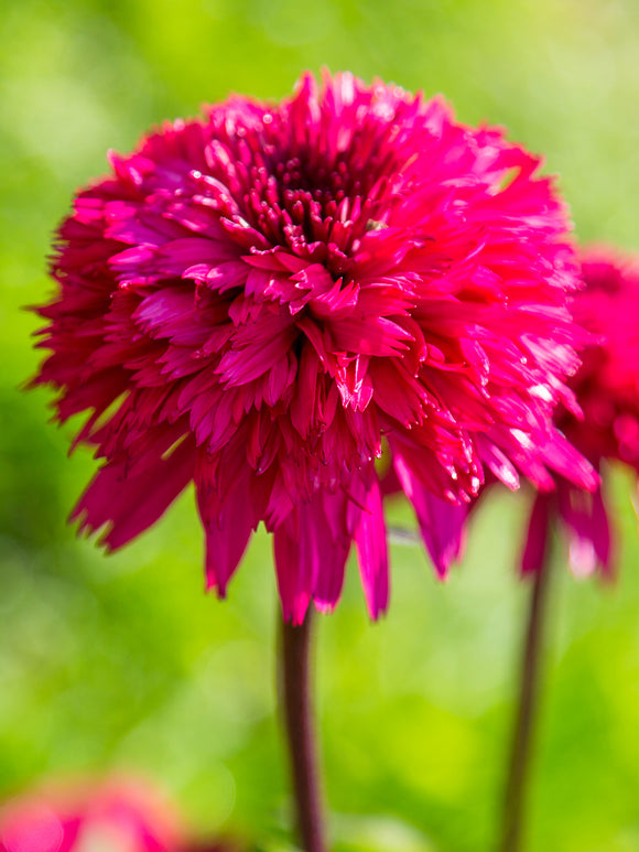 Echinacea Blackberry Truffle (Coneflower)