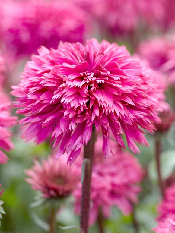 DutchGrown Echinacea Blackberry Truffle (Coneflower) Bare Roots Pink