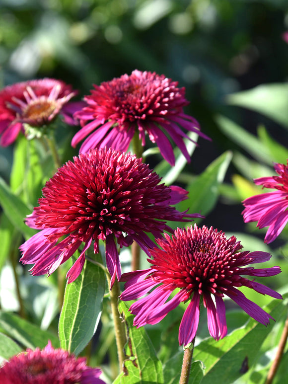 Bare Roots Echinacea Blueberry Cheesecake (Coneflower)