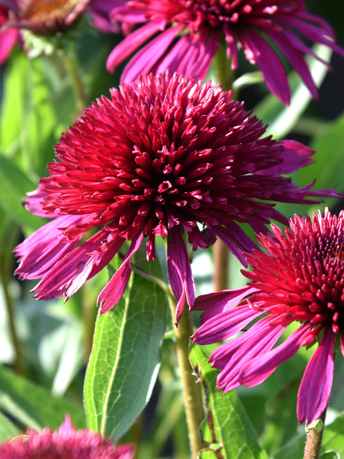 Echinacea Blueberry Cheesecake (Coneflower)