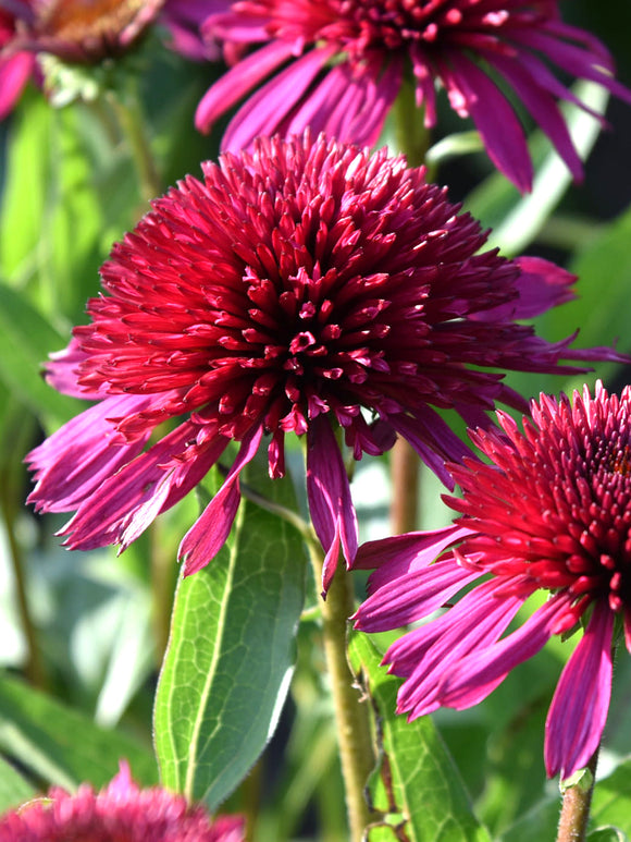 Echinacea Blueberry Cheesecake (Coneflower)