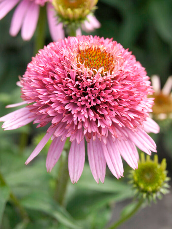 Echinacea Butterfly Kisses (Coneflower)