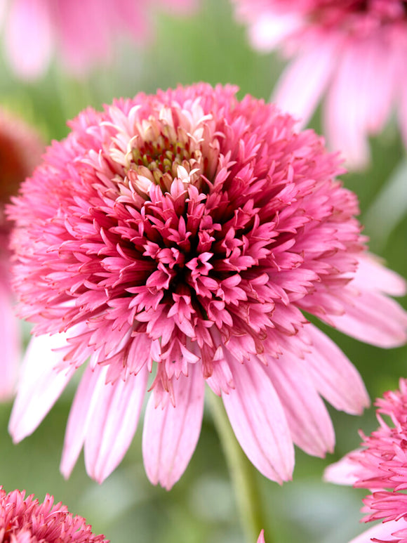 Bare Roots Echinacea Butterfly Kisses (Coneflower)