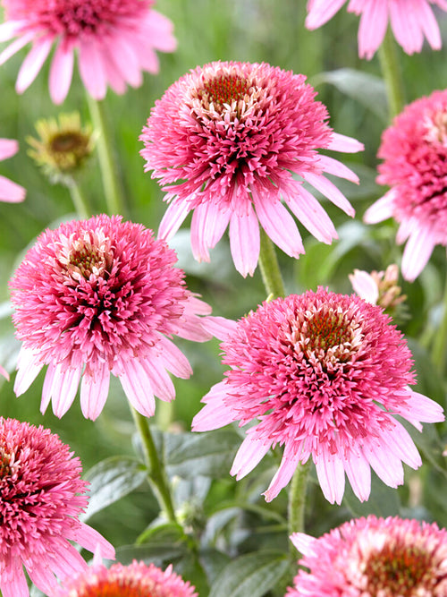 DutchGrown Echinacea Butterfly Kisses (Coneflower)