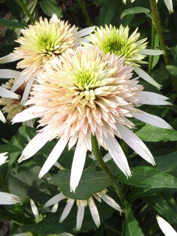 DutchGrown Bare Roots Echinacea Cherry Fluff (Coneflower)