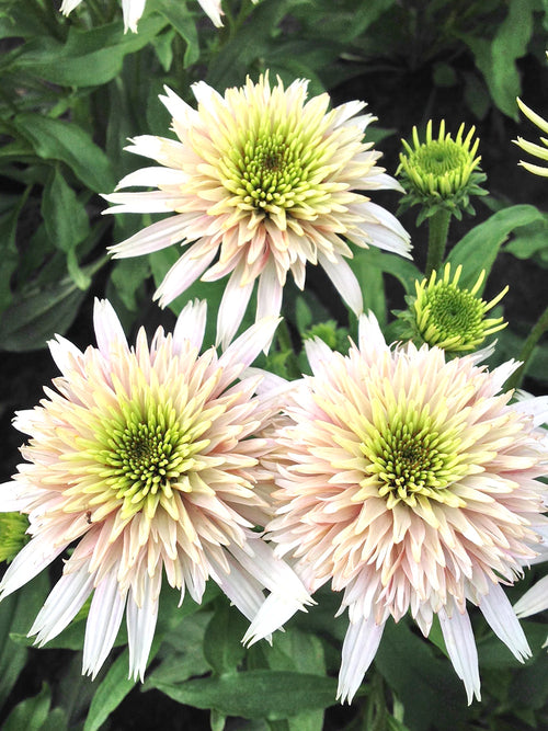 Bare Roots Echinacea Cherry Fluff (Coneflower)