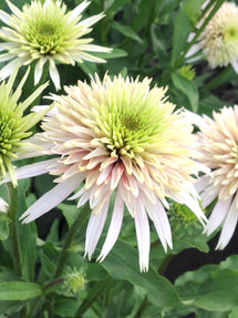 Echinacea Cherry Fluff (Coneflower)