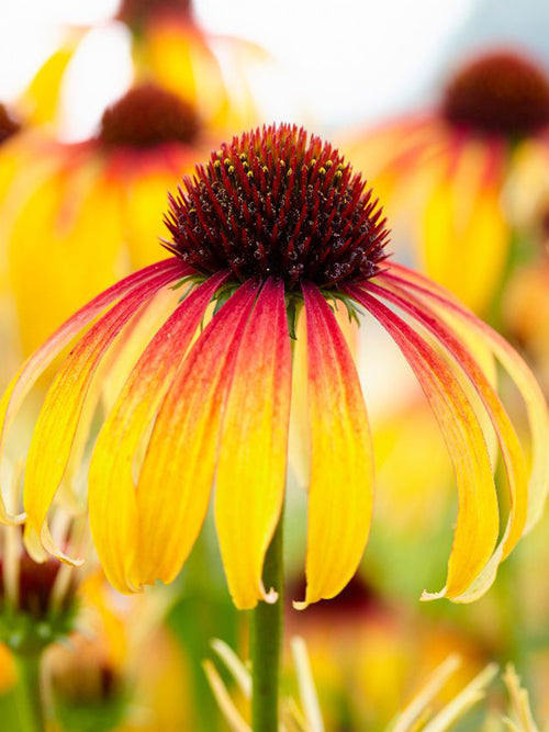 DutchGrown Bare Ropots Echinacea Fiery Meadow Mamma Coneflower