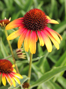 Echinacea Fiery Meadow Mamma (Coneflower)