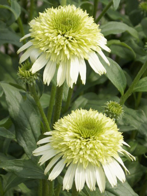 Bare Roots Echinacea Honey Dew (Coneflower)