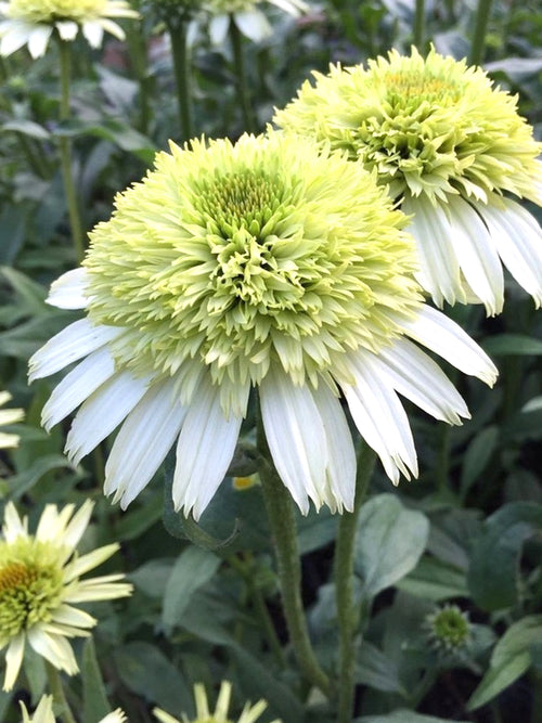 Echinacea Honey Dew (Coneflower)