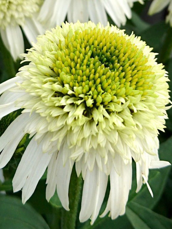 DutchGrown Bare Roots Echinacea Honey Dew (Coneflower)