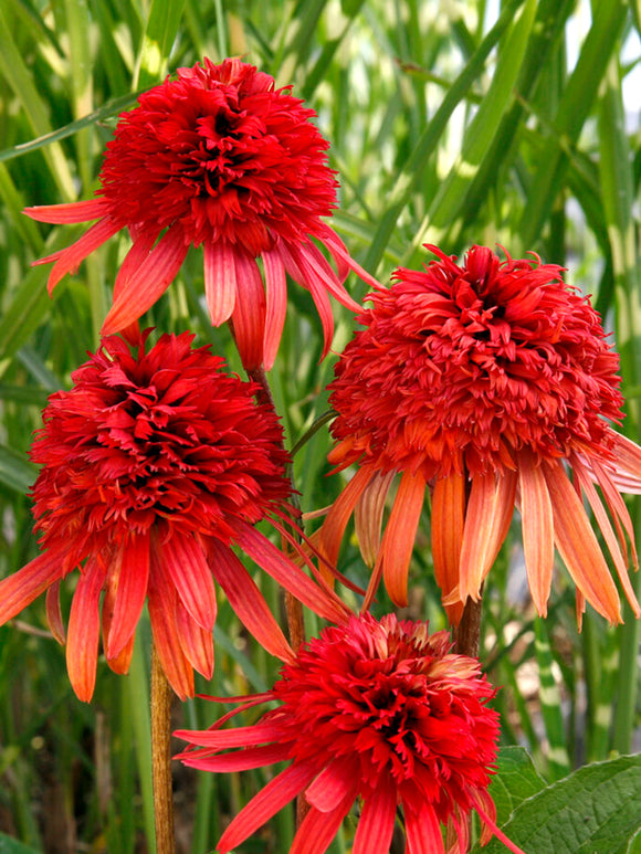DutchGrown Bare Roots Echinacea Irresistible (Coneflower)