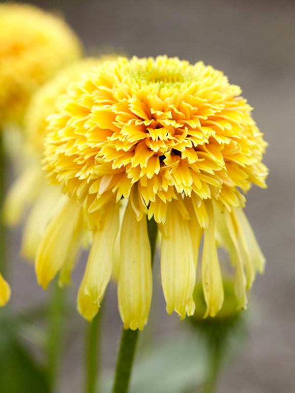 DutchGrown Bare Roots Echinacea Lemon Drop (Coneflower)