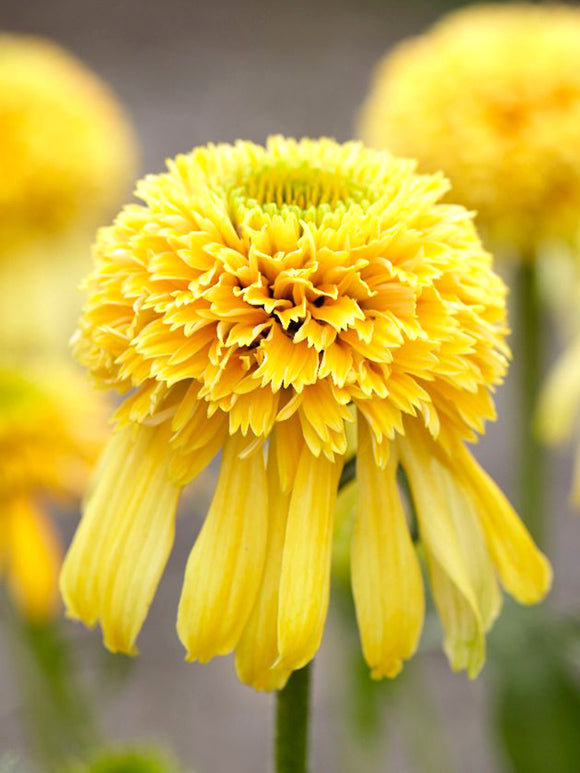 Echinacea Lemon Drop (Coneflower)