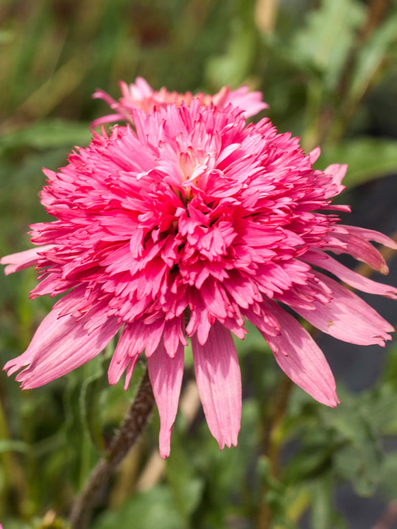 Echinacea Mini Belle (Coneflower)