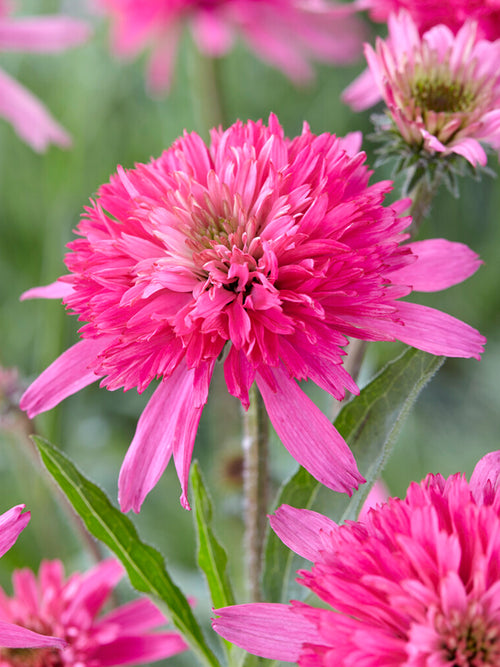 Echinacea Mini Belle (Coneflower) Bare Roots