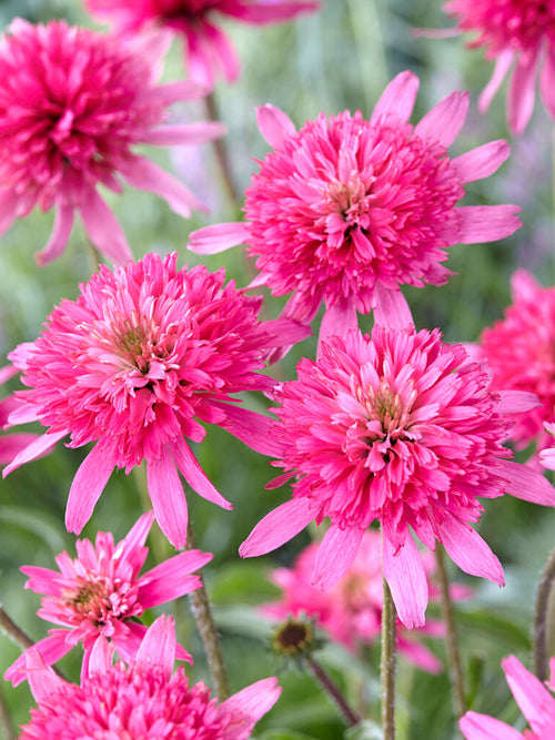 DutchGrown Echinacea Mini Belle (Coneflower)