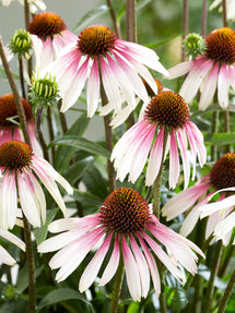 Echinacea Pretty Parasols (Coneflower)