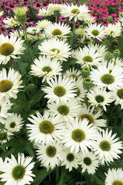 Coneflowers Virgin
