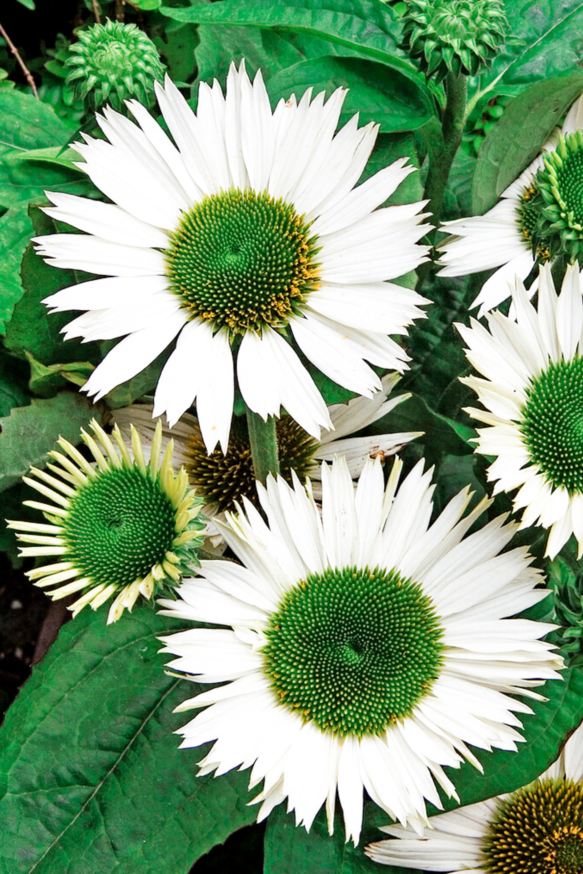 echinacea virgin seeds 1 Bare Root