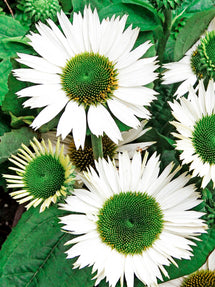 Echinacea Purpurea Virgin (Coneflower)