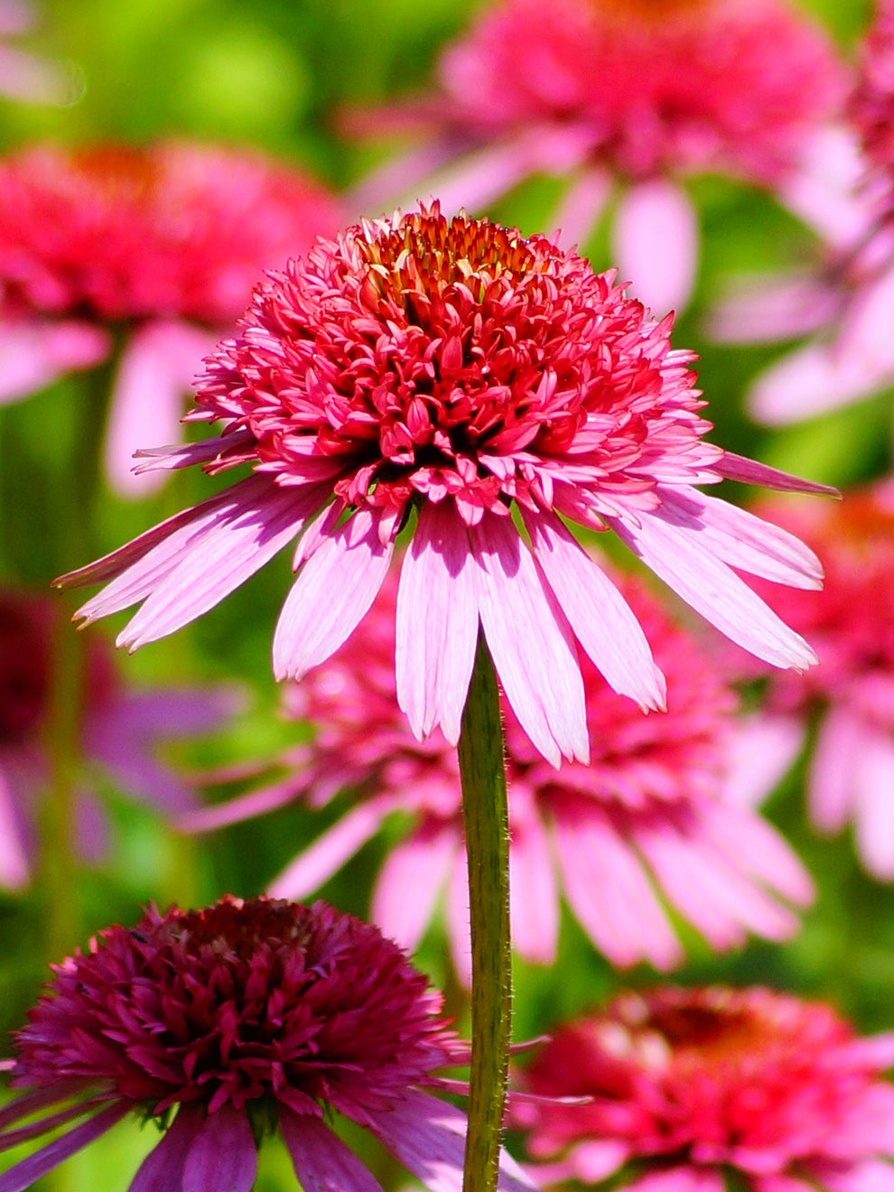 echinacea raspberry truffle seeds 1 Bare Root