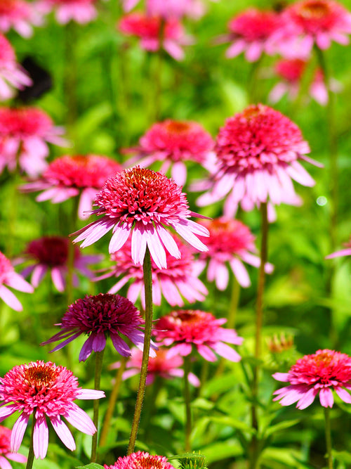 Echinacea Raspberry Truffle (Coneflower) Bare Roots
