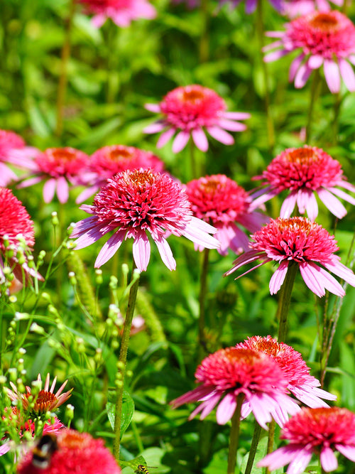 Echinacea Raspberry Truffle (Coneflower)