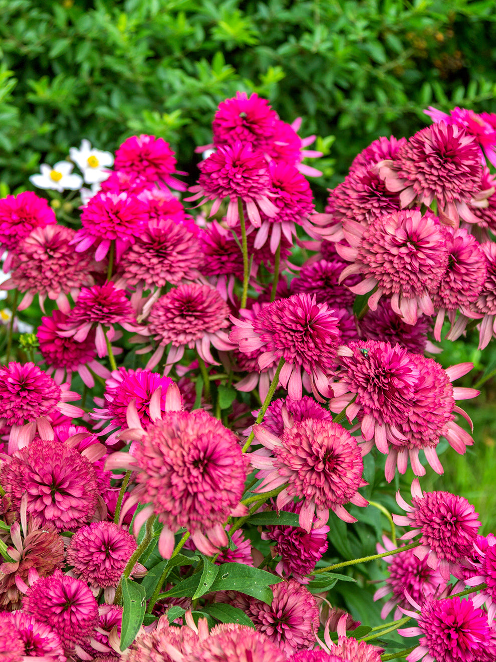 echinacea southern belle seeds 1 Bare Root