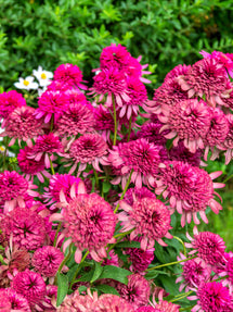 Echinacea Southern Belle (Coneflower)