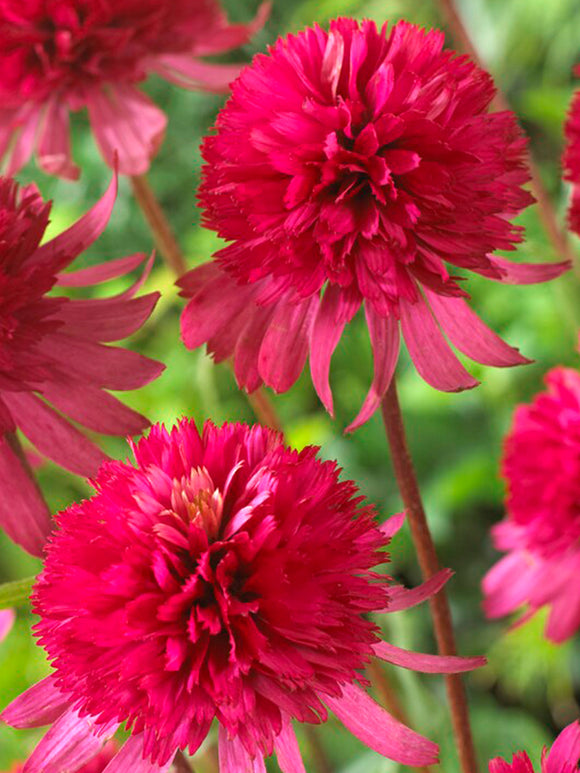 Echinacea Southern Belle (Coneflower) Bare Roots