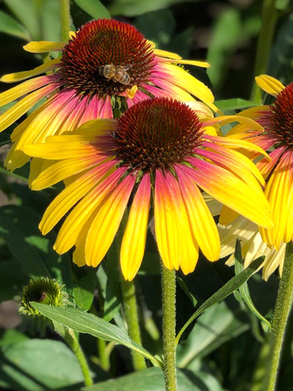 Echinacea Yellow Rainbow Coneflower DutchGrown echinacea-yellow-rainbow-coneflower-dutchgrown