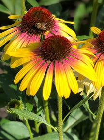 Echinacea Yellow Rainbow (Coneflower)