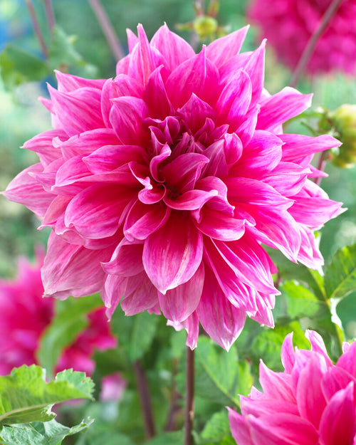 Dahlias Tubers Emory Paul (Dinner Plate)