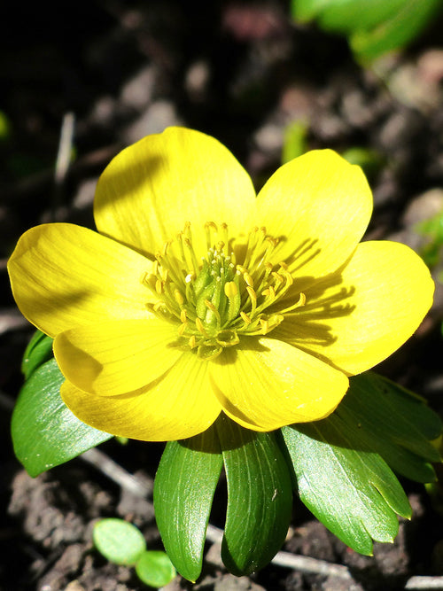 Eranthis Hyemalis bulbs - Winter Aconite