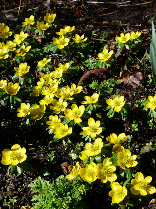 Winter Aconite flower bulbs - Eranthis