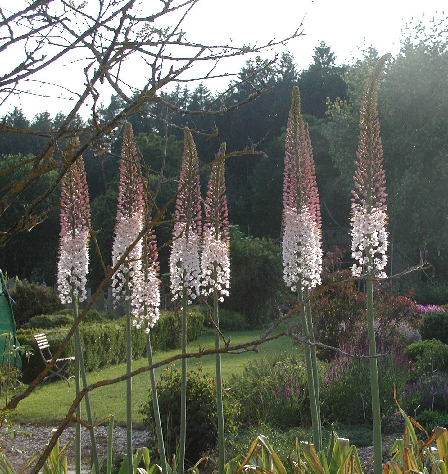white foxtail lily 1 bulb
