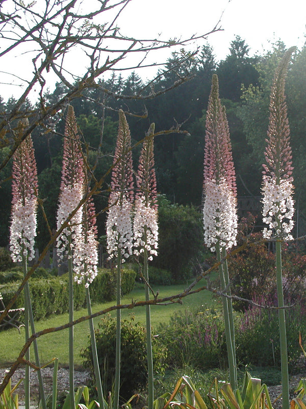 Eremurus Robustus Foxtail Lily Bulbs