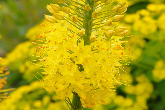 Yellow foxtail lily bulbs
