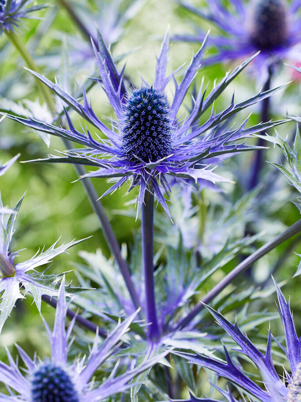 Eryngium Jos Eijking Sea Holly
