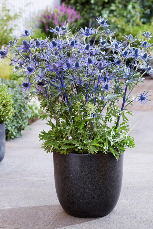 Sea Holly Bareroots Eryngium