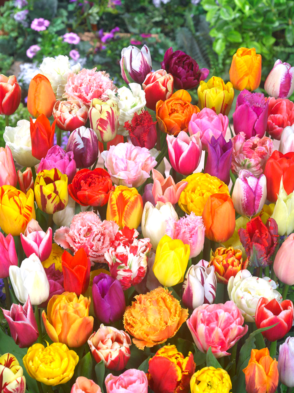 mixed tulips in pots Eternal Spring Tulip Mix Bulbs, Mixed - 100 Bulbs