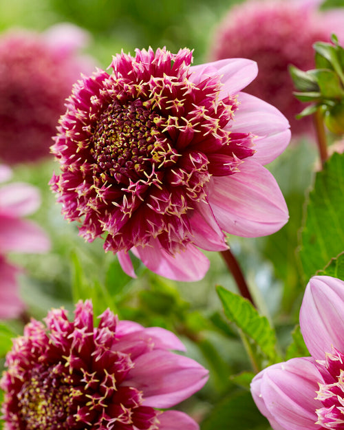 Dahlia Tubers Fenna Baaij