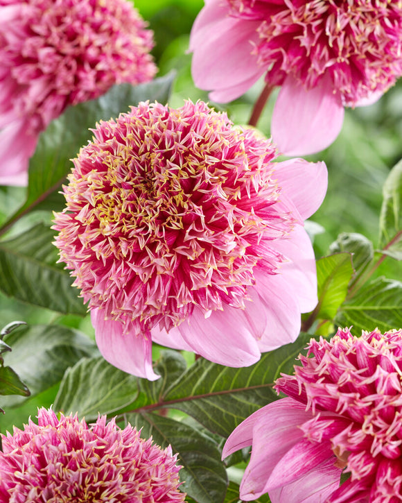 Buy Dahlia Fenna Baaij Tubers