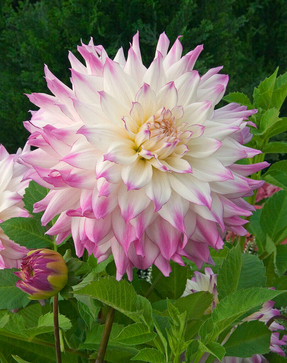 Dahlia Ferncliff Illusion