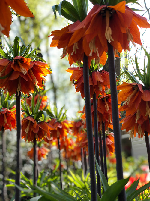 Fritillaria imperialis Rubra Maxima