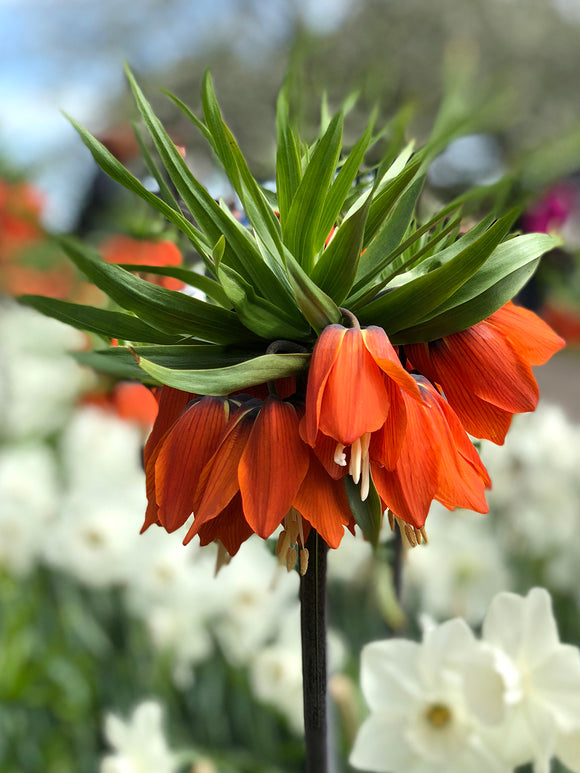 Fritillaria imperialis 'Rubra Maxima' (Crown Imperial)