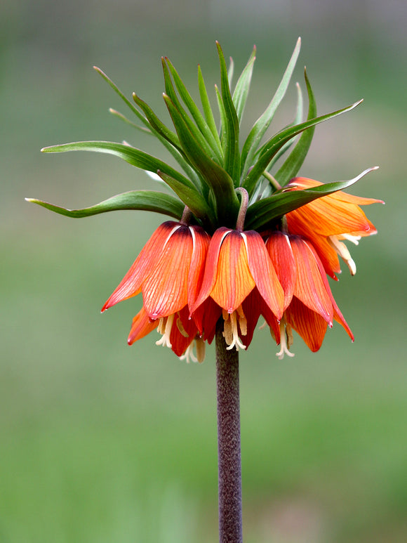 Fritillaria imp. Rubra Maxima - Crown Imperial Red