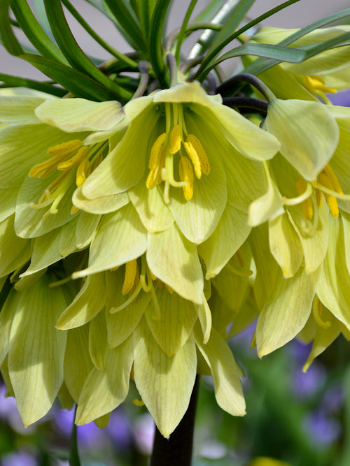 Fritillaria Raddeana - Crown Imperial Creme